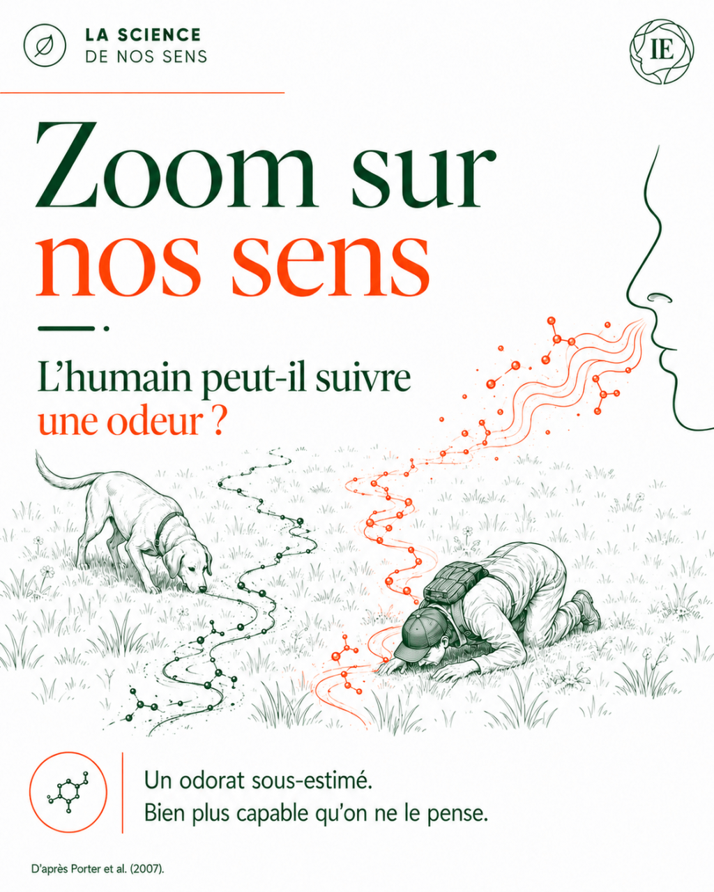 L&rsquo;odorat le grand sous&nbsp;estimé